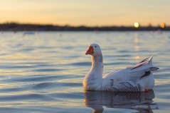 a duck swimming in the water